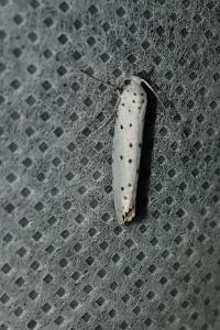 <i>Yponomeuta</i>