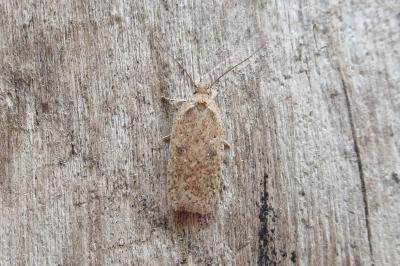 <i>Agonopterix scopariella</i>