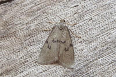 <i>Apaidia mesogona</i>