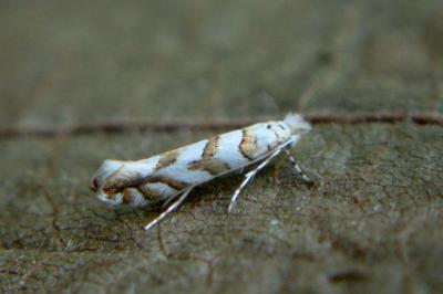 <i>Phyllonorycter kuhlweiniella</i>