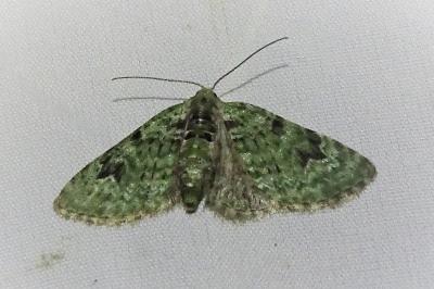 <i>Chloroclystis v-ata</i>