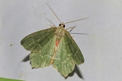 <i>Hemithea aestivaria</i>