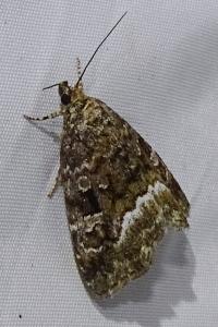 <i>Deltote pygarga</i>