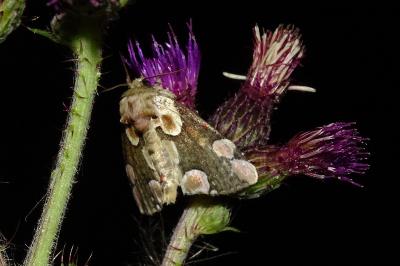 <i>Thyatira batis</i>