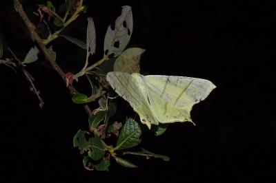 <i>Ourapteryx sambucaria</i>