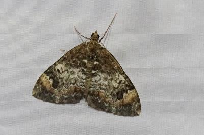 <i>Dysstroma truncata</i>