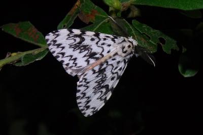 <i>Lymantria monacha</i>
