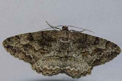 <i>Alcis repandata</i>