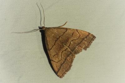 <i>Herminia tarsicrinalis</i>