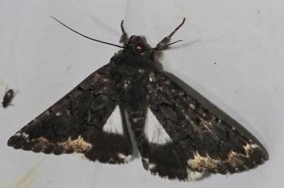<i>Catephia alchymista</i>
