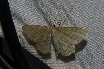 <i>Idaea macilentaria</i>