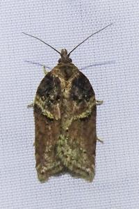 <i>Acleris hastiana</i>