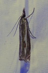 <i>Crambus lathoniellus</i>