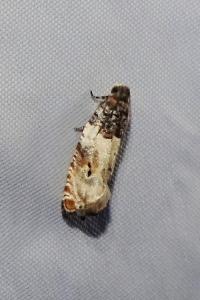 <i>Gypsonoma dealbana</i>