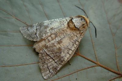 <i>Cossus cossus</i>