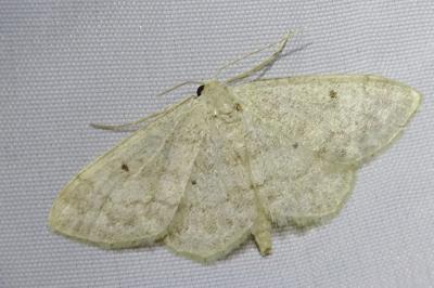 <i>Idaea biselata</i>