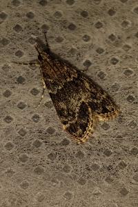 <i>Eudonia mercurella</i>