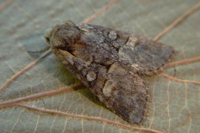 <i>Brachylomia viminalis</i>
