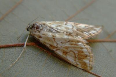 <i>Elophila nymphaeata</i>