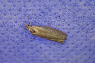 <i>Oncocera semirubella</i>