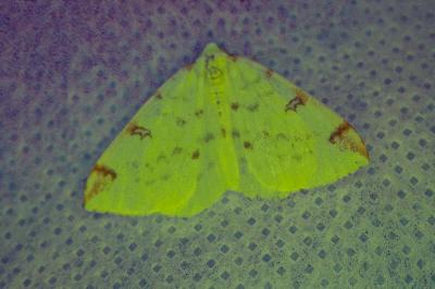 <i>Opisthograptis luteolata</i>