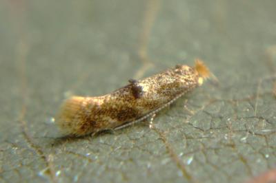 <i>Bucculatrix ulmella</i>