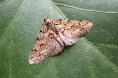 <i>Agriopis leucophaearia</i>