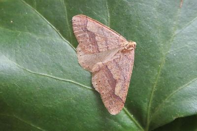 <i>Phigaliohybernia marginaria</i>