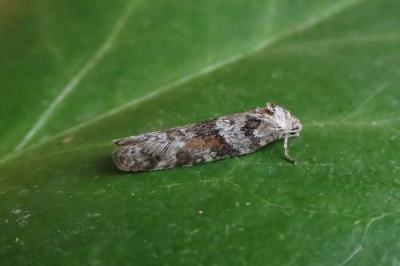 <i>Tortricodes alternella</i>