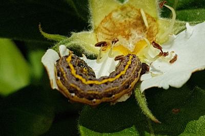<i>Orthosia miniosa</i>