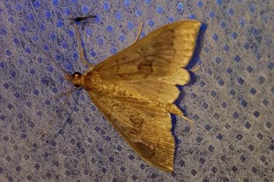 <i>Mecyna asinalis</i>