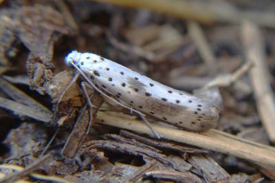 <i>Yponomeuta irrorella</i>