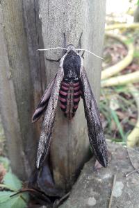 <i>Sphinx ligustri</i>