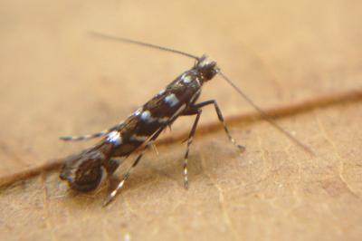 <i>Parectopa ononidis</i>