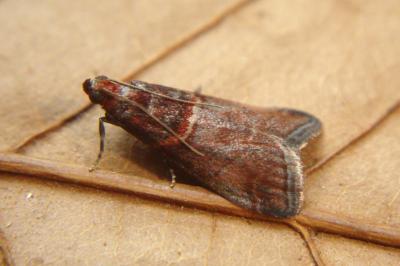 <i>Acrobasis advenella</i>