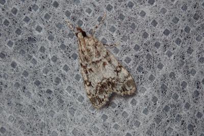 <i>Eudonia lacustrata</i>