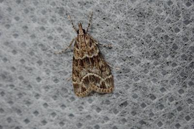 <i>Eudonia mercurella</i>