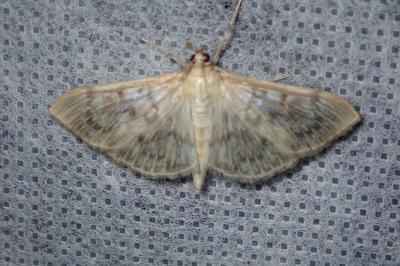 <i>Patania ruralis</i>