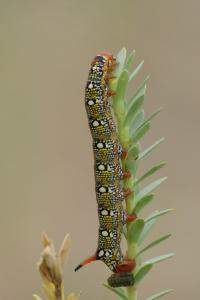 <i>Hyles euphorbiae</i>
