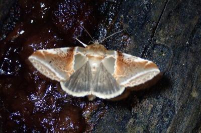 <i>Habrosyne pyritoides</i>