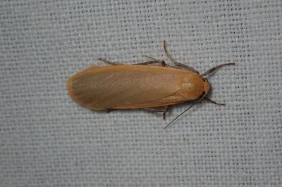 <i>Katha depressa</i>