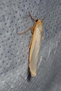 <i>Manulea complana</i>