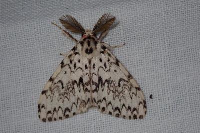 <i>Lymantria monacha</i>