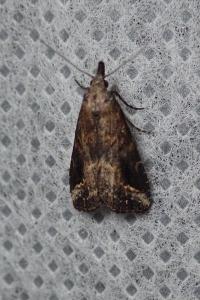 <i>Schrankia costaestrigalis</i>