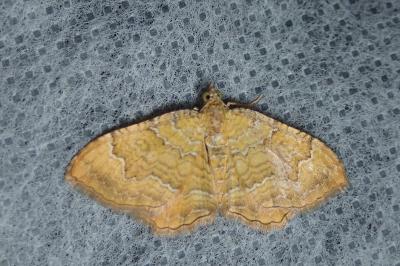 <i>Camptogramma bilineata</i>