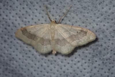<i>Idaea aversata</i>