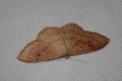 <i>Idaea rubraria</i>