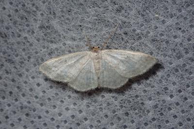 <i>Idaea subsericeata</i>