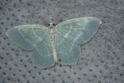 <i>Jodis lactearia</i>