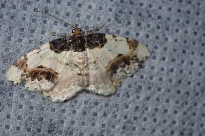 <i>Ligdia adustata</i>